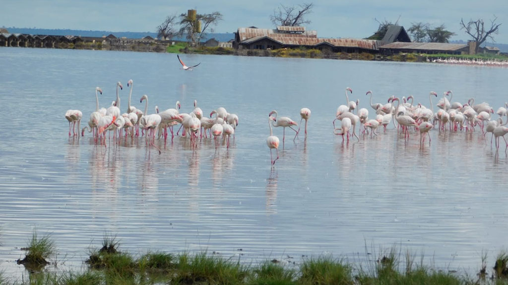 flamingos