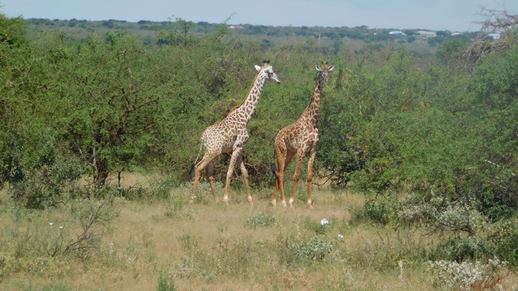 giraffes