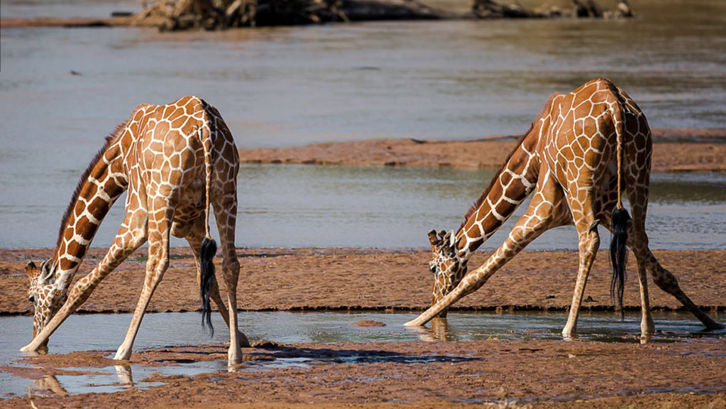 samburu national park