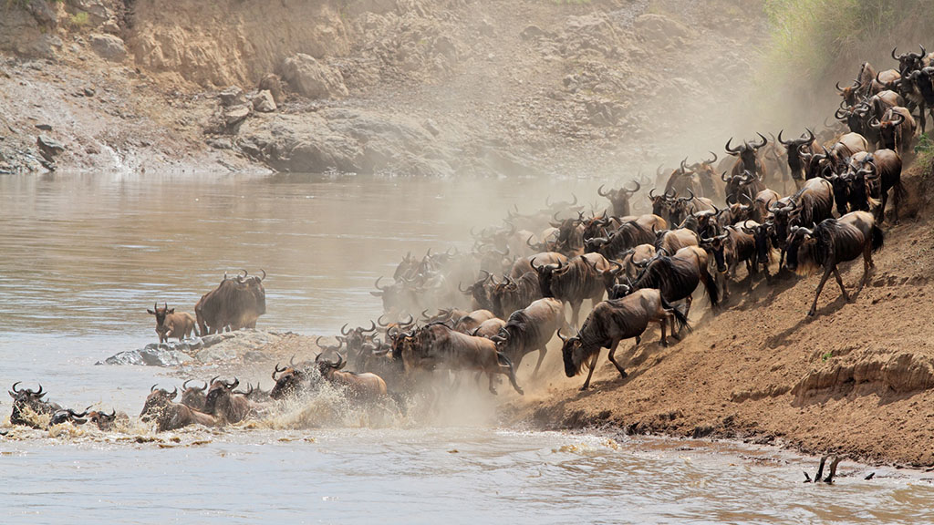 tanzania serengeti large migration wildebeest wildlife