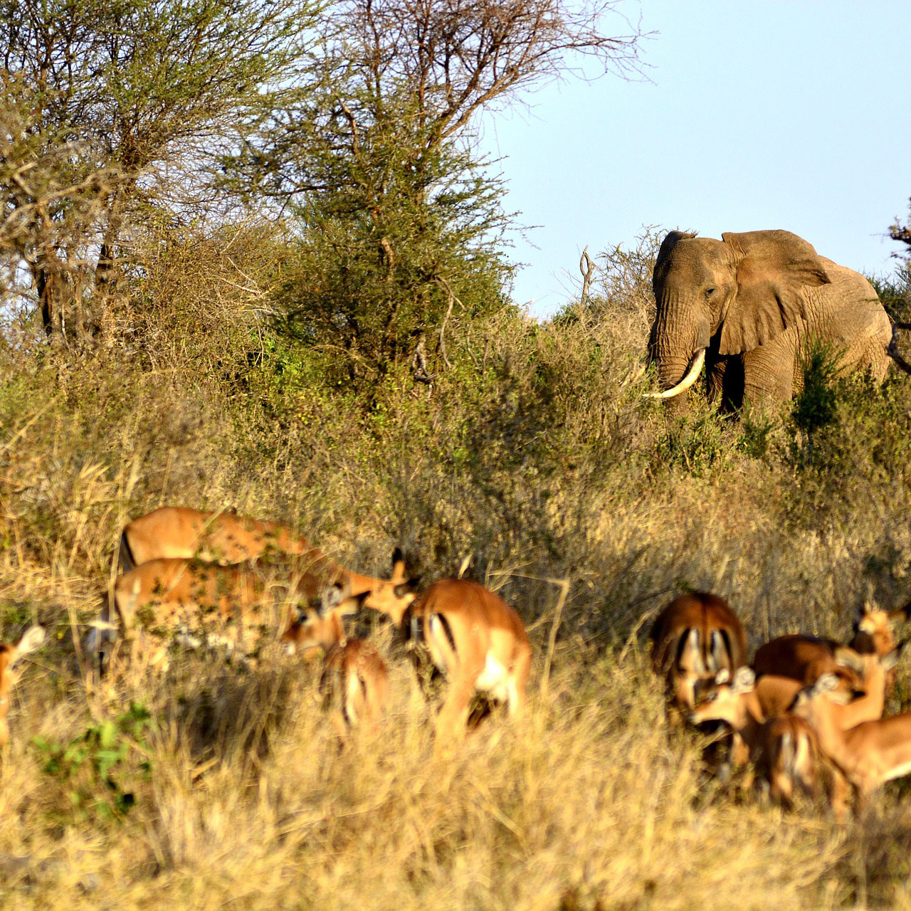 elephants