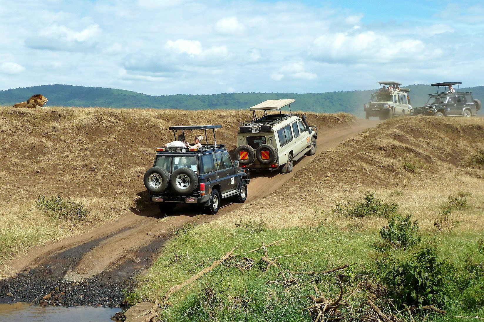 safari
