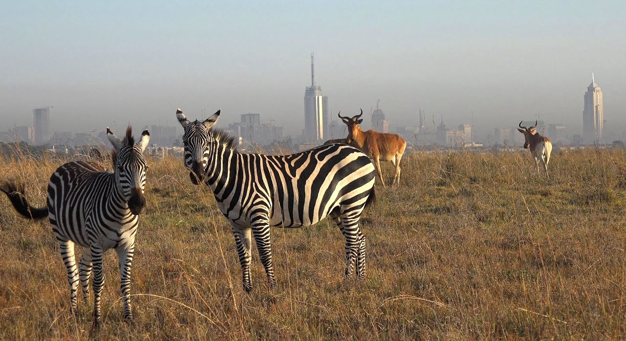 nairobi national park