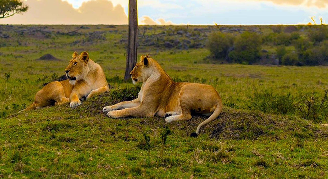 nairobi national park