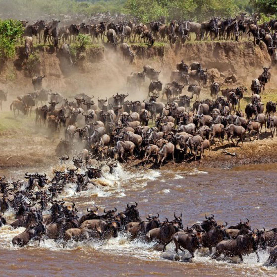 wildbeest migration