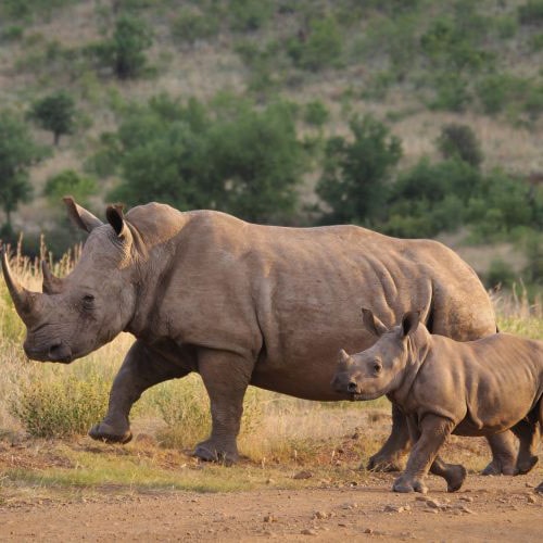 rhino in africa