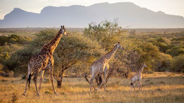 wildlife in kenya