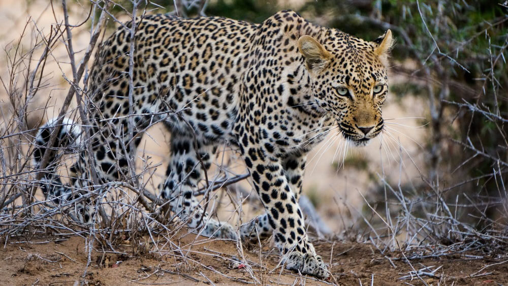 wildlife in kenya