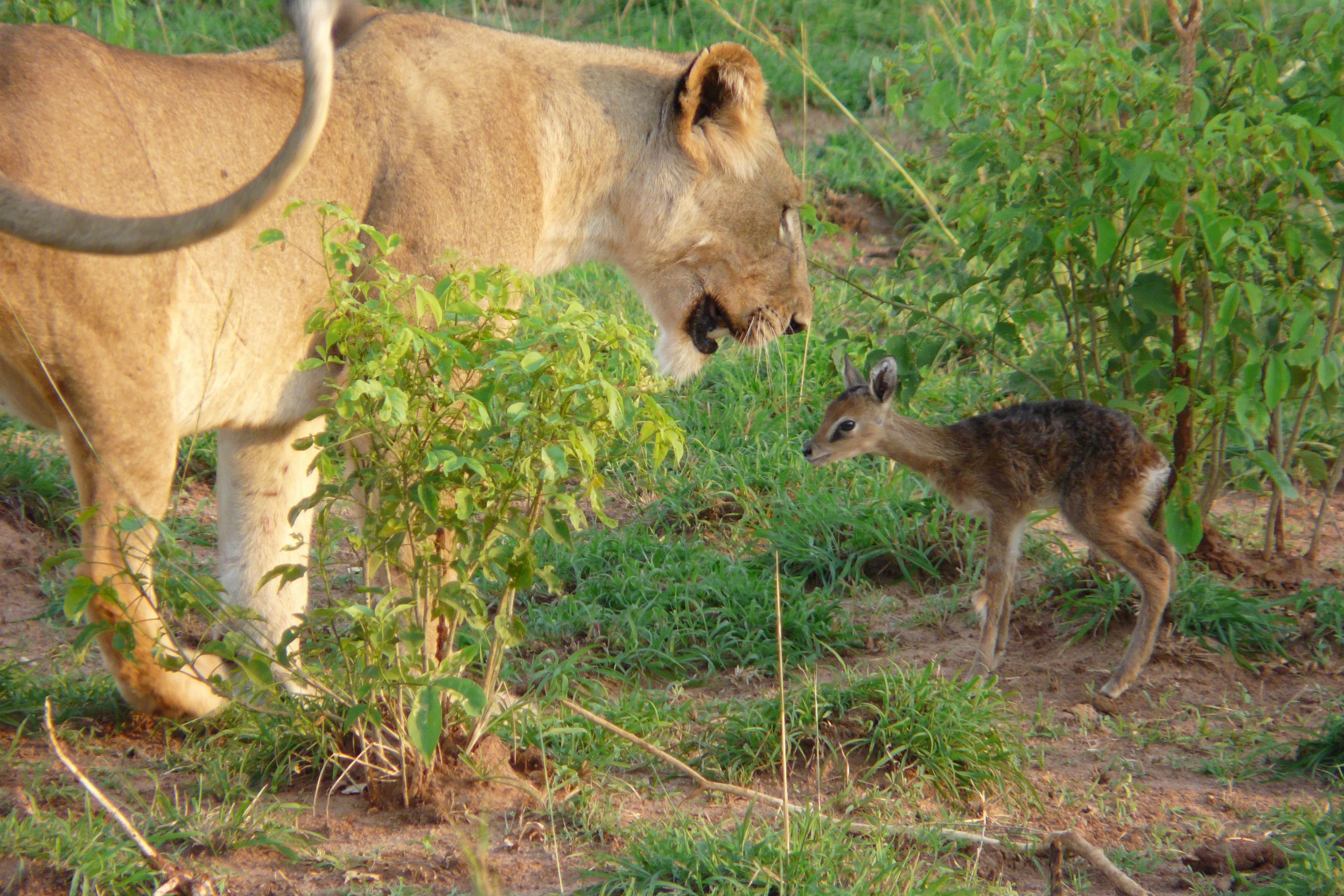 wildlife safari