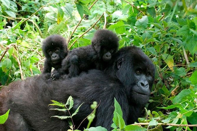 gorillas in uganda _360x240