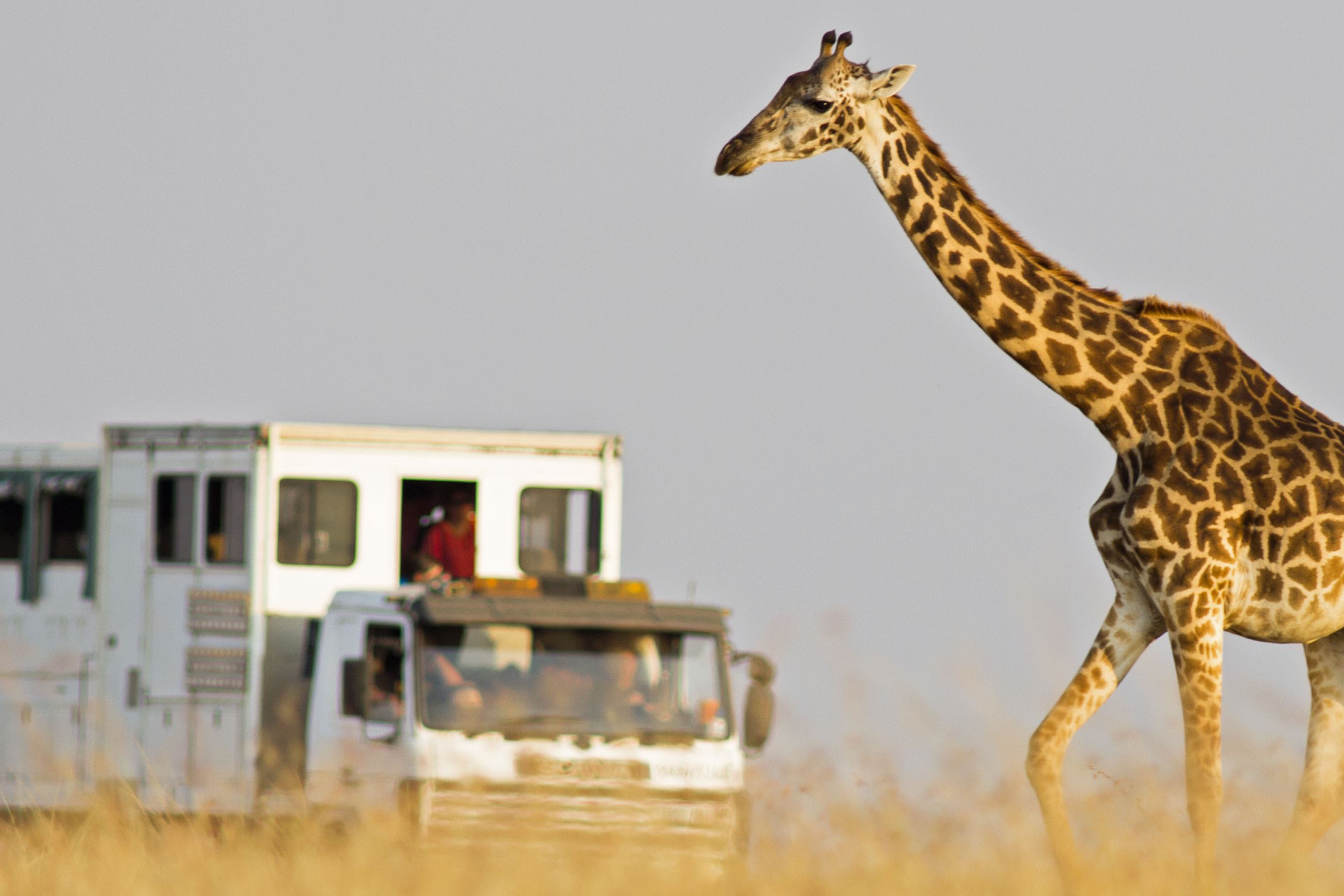 wildlife safari