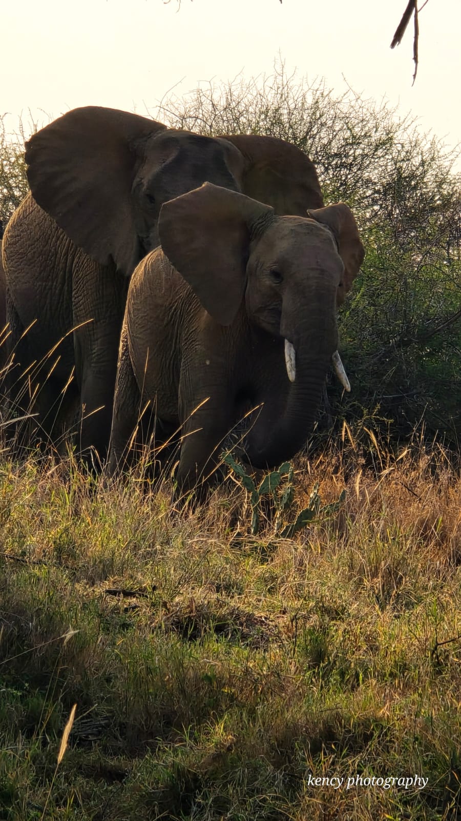 elephants 