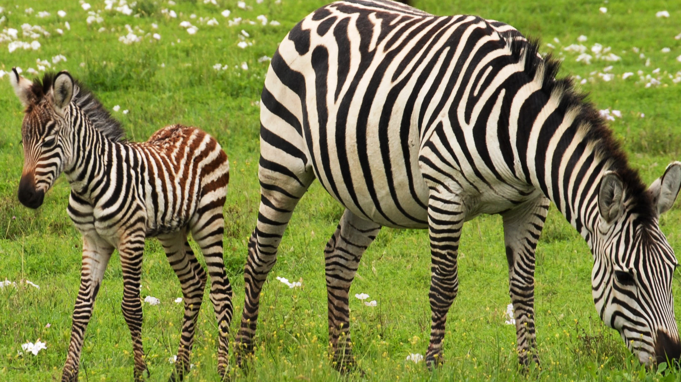 zebra