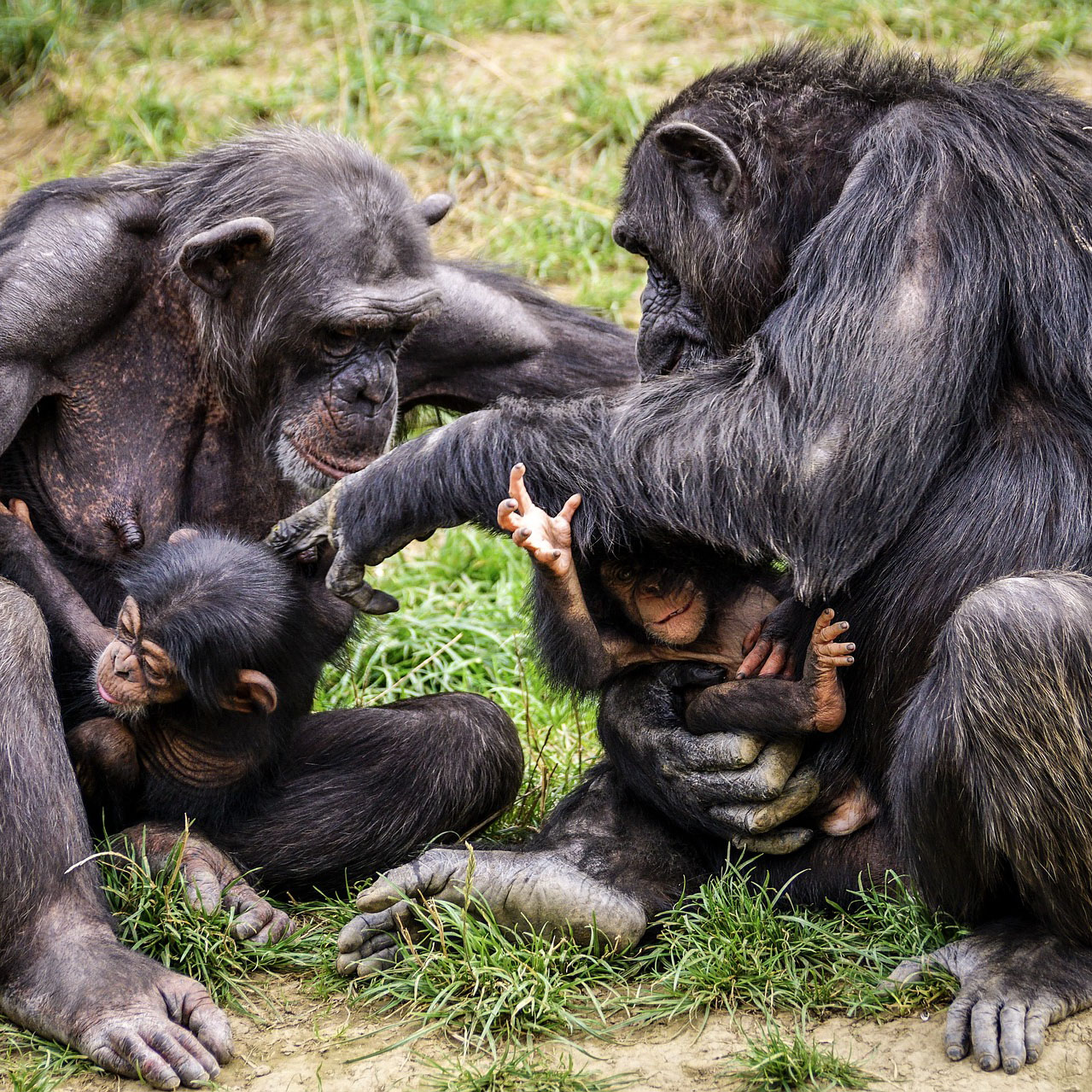 chimps