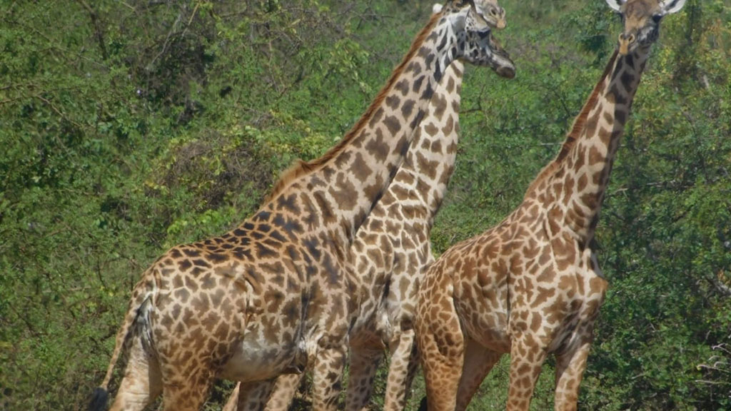 giraffes