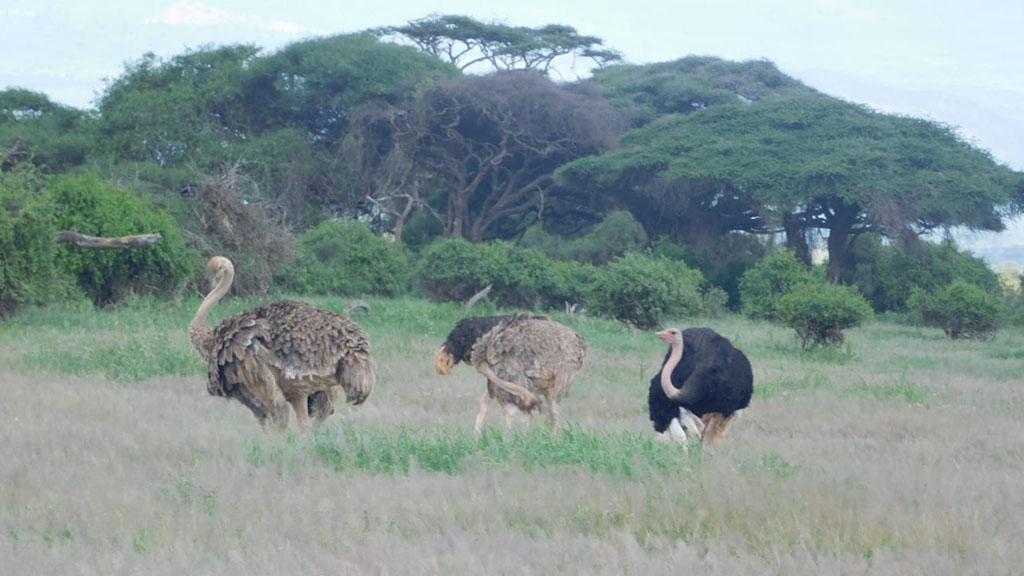 ostriches