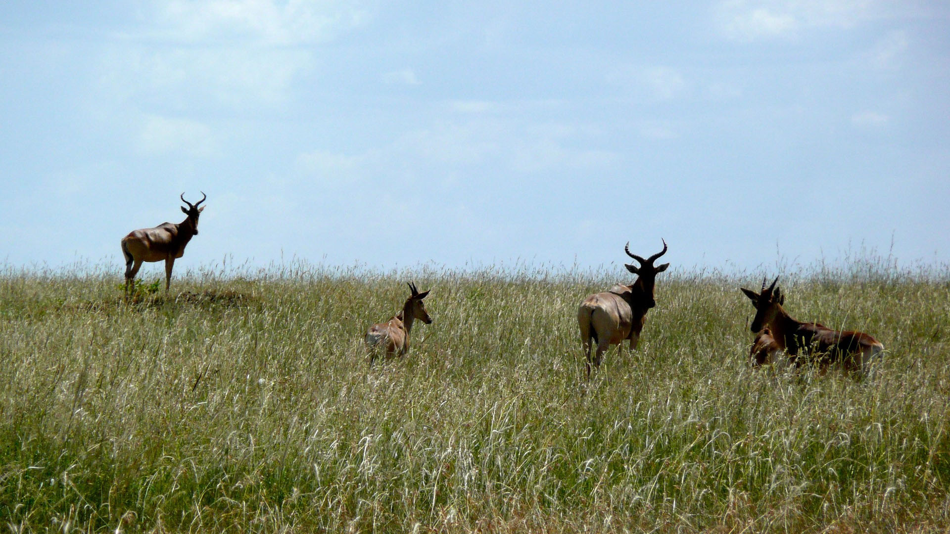 antelope