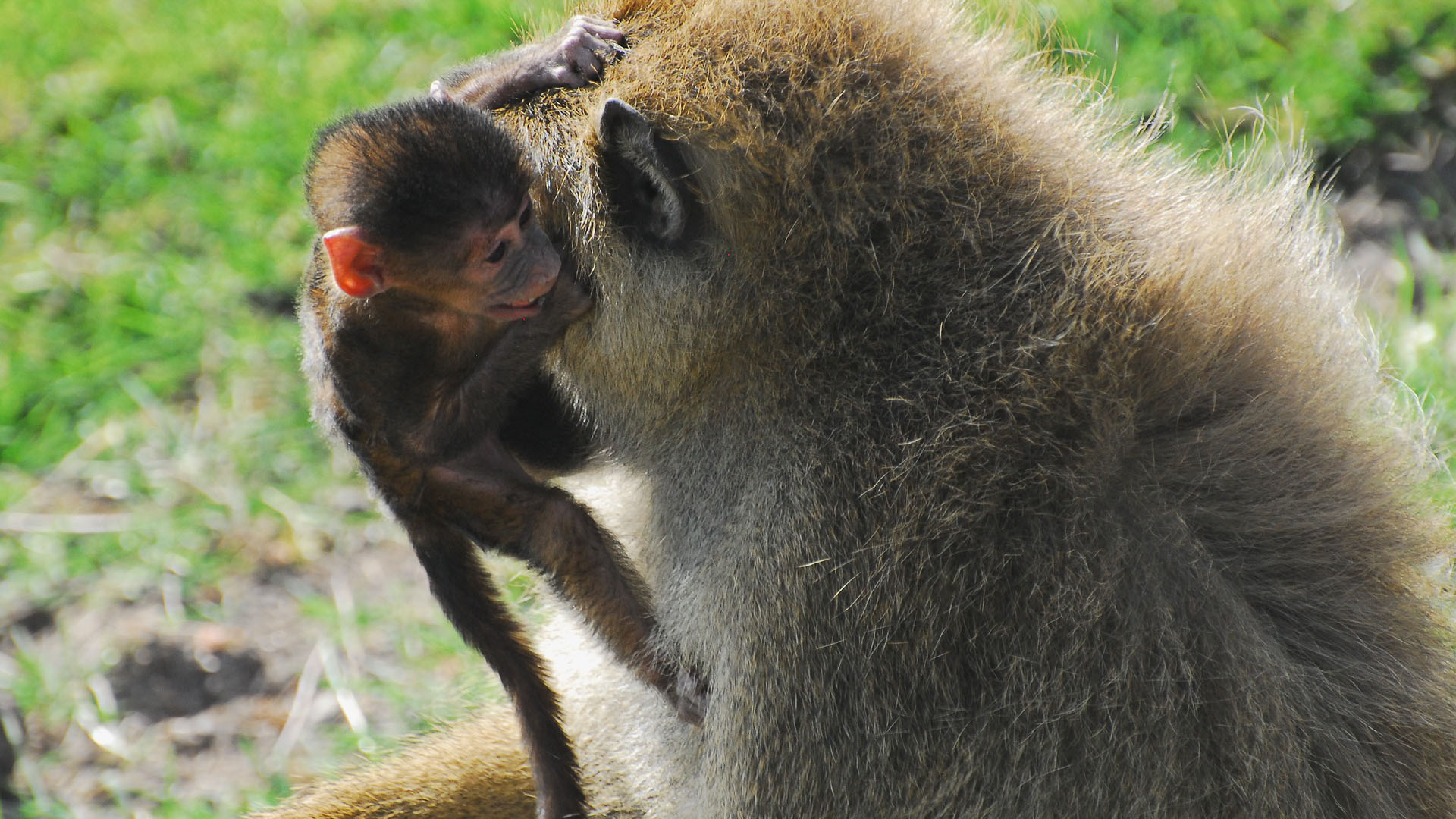 baboons