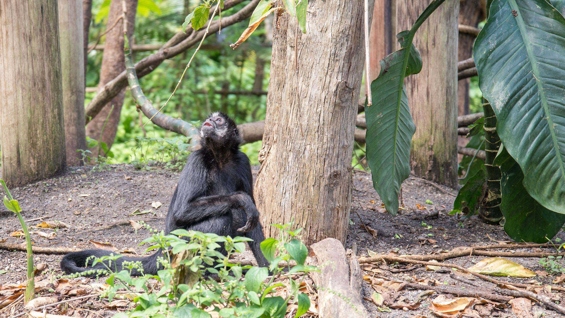 bonobo