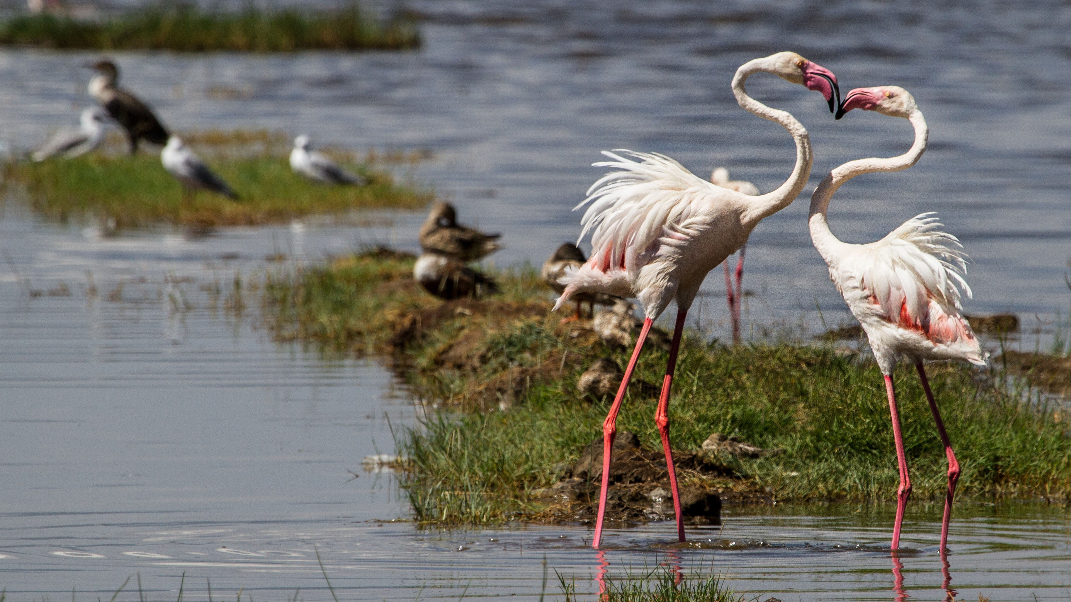 flamingos