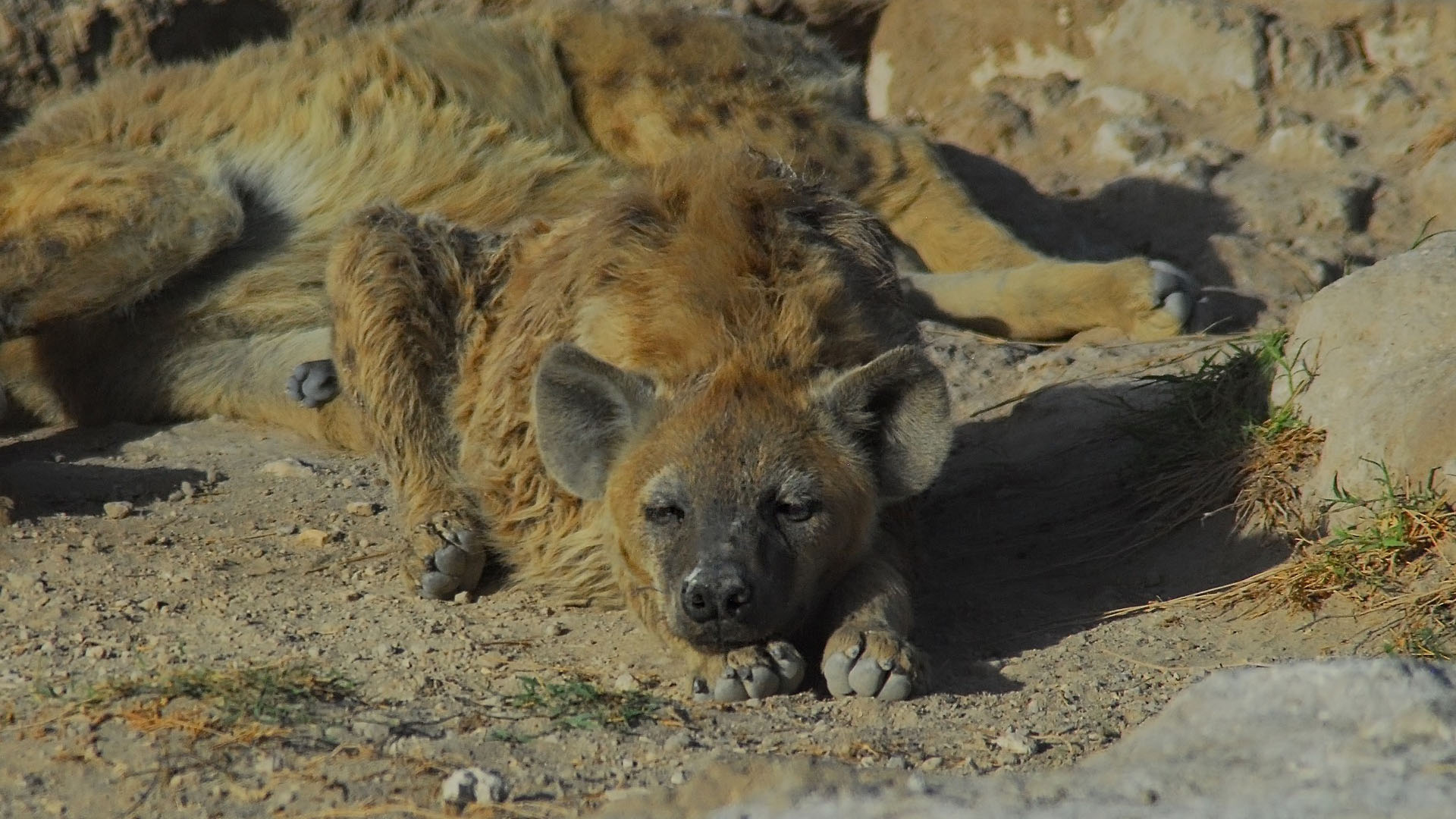 hyena