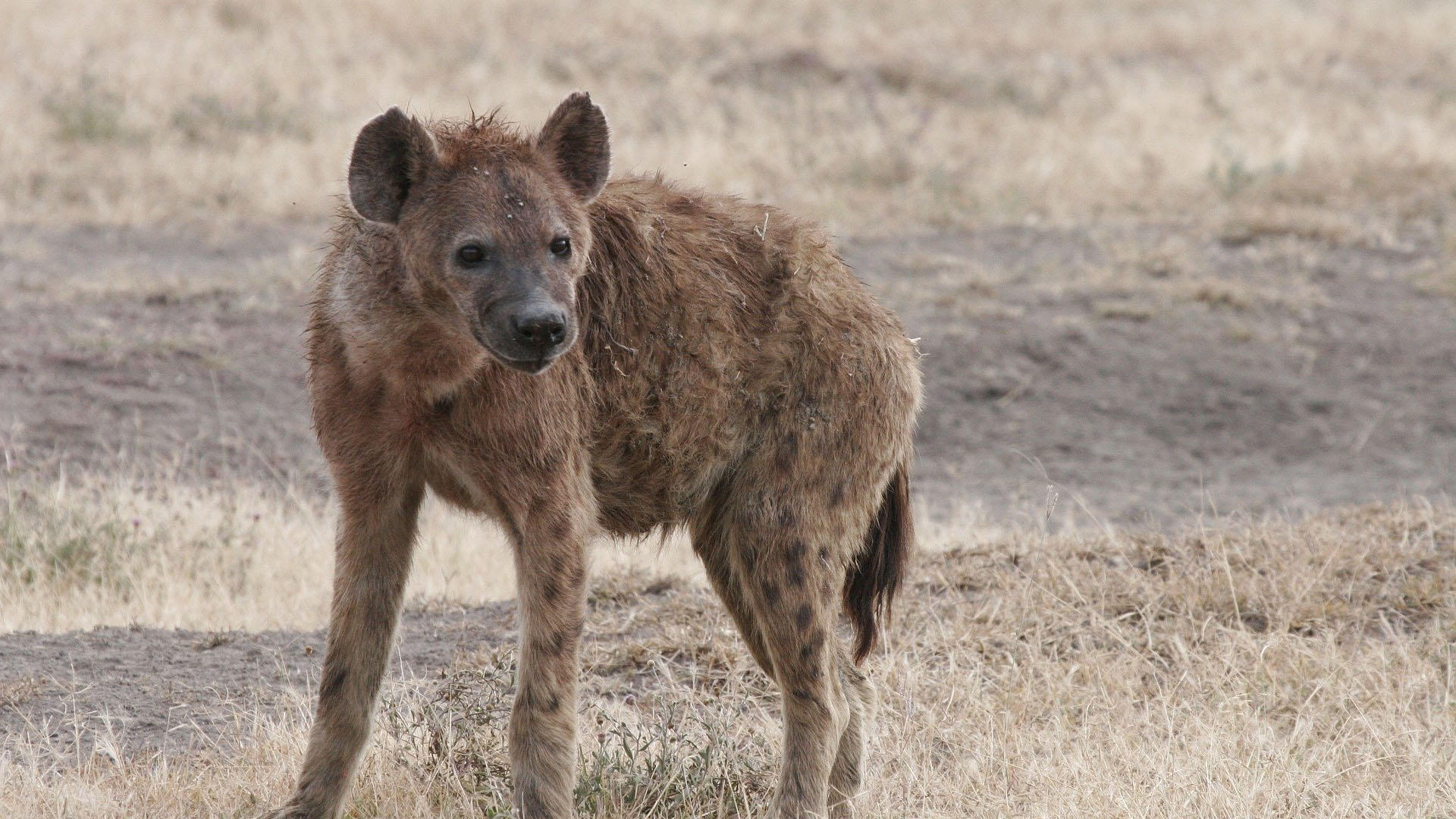 hyena