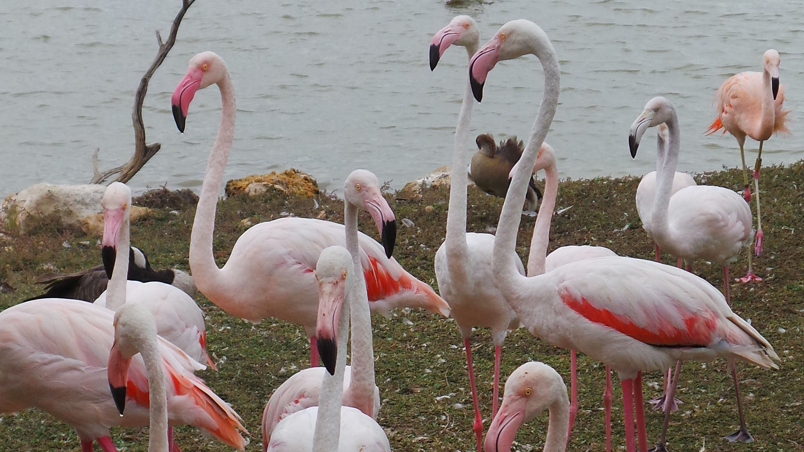 pink flamingos