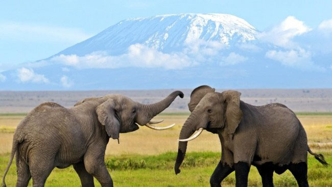 amboseli