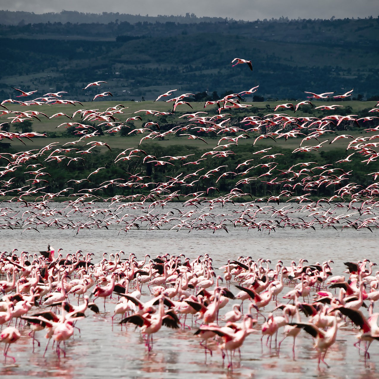 flamingos