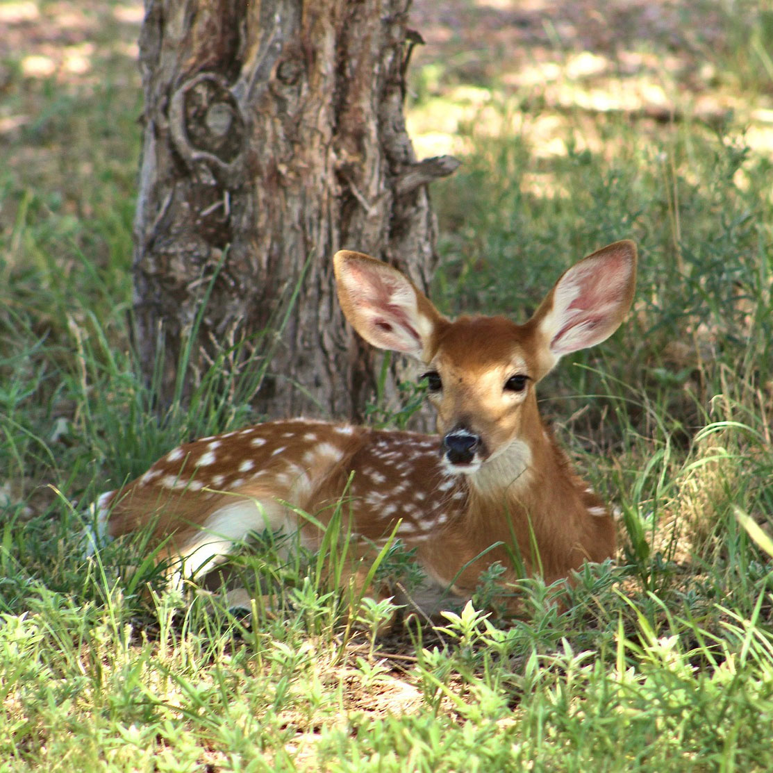 gazelle