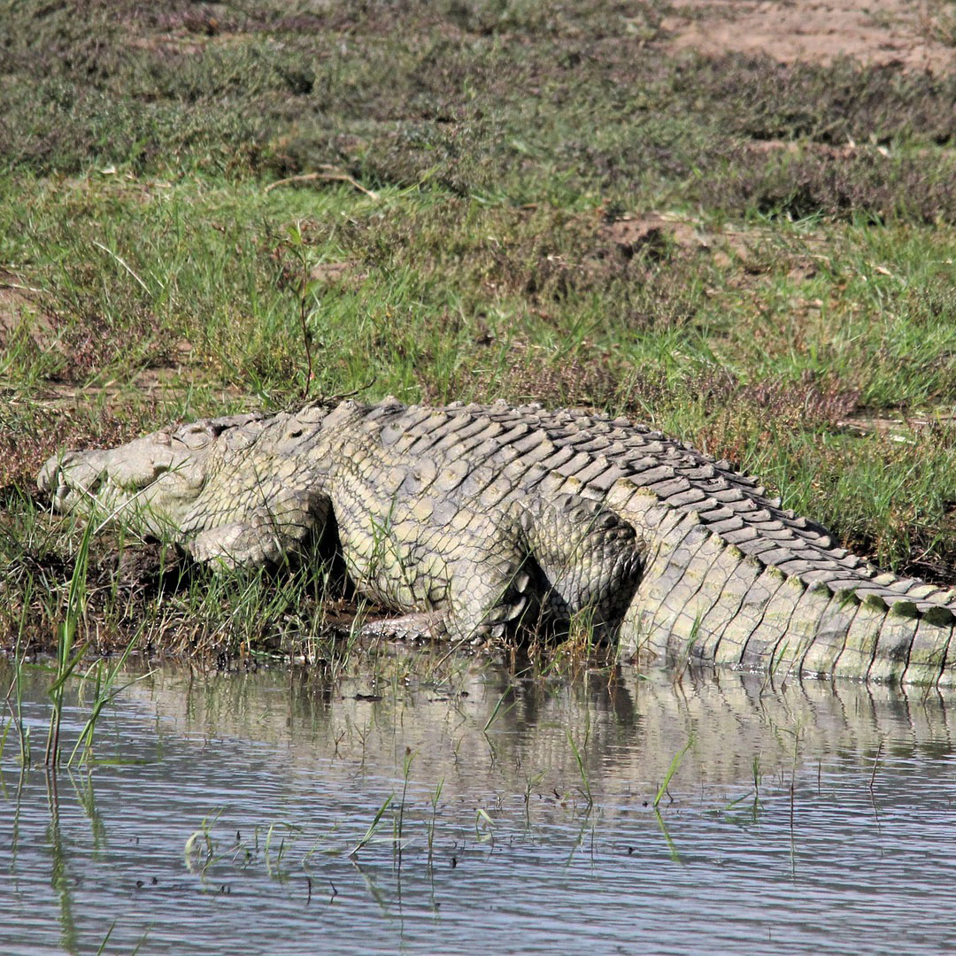 crocodile