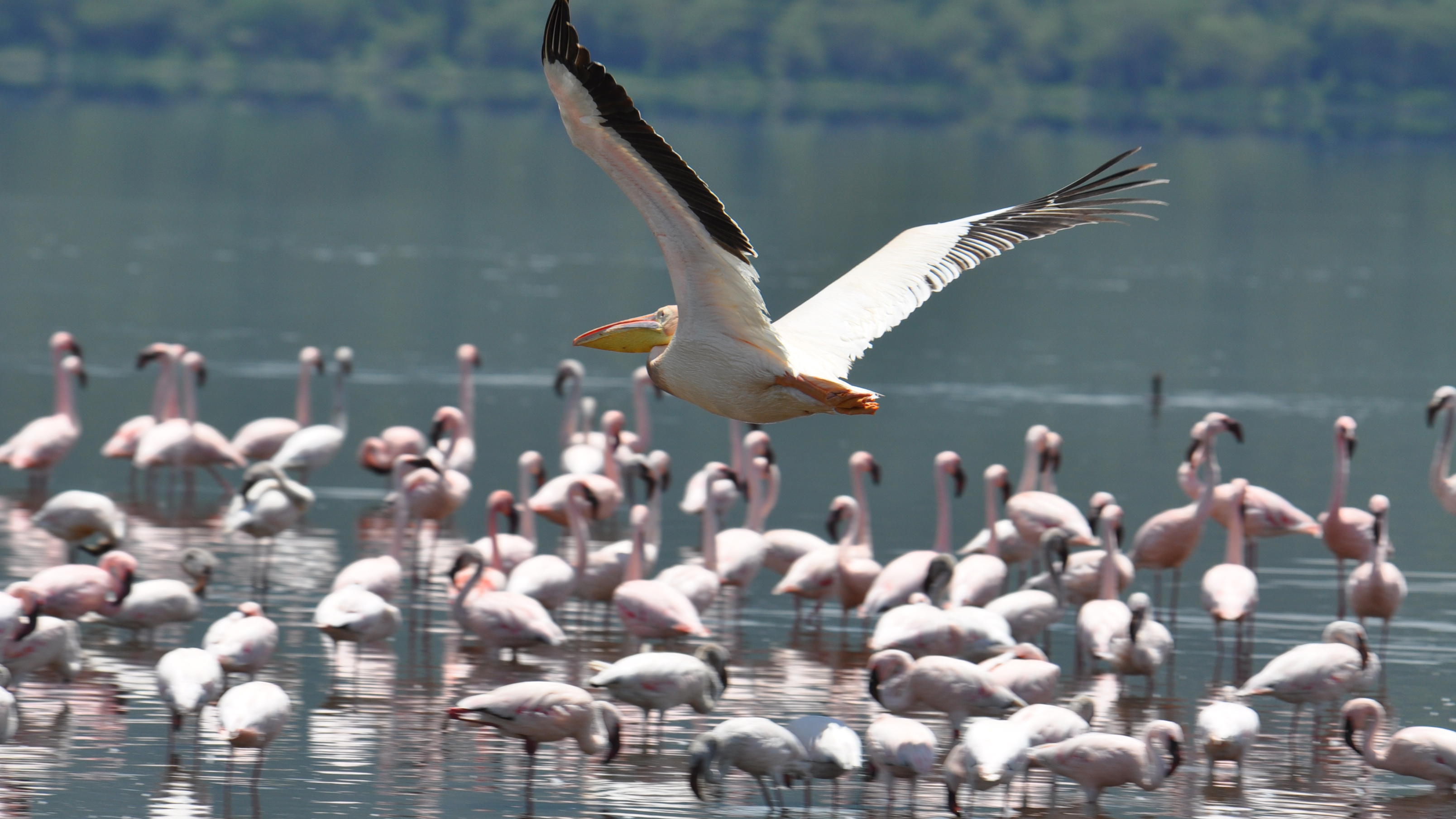 nakuru