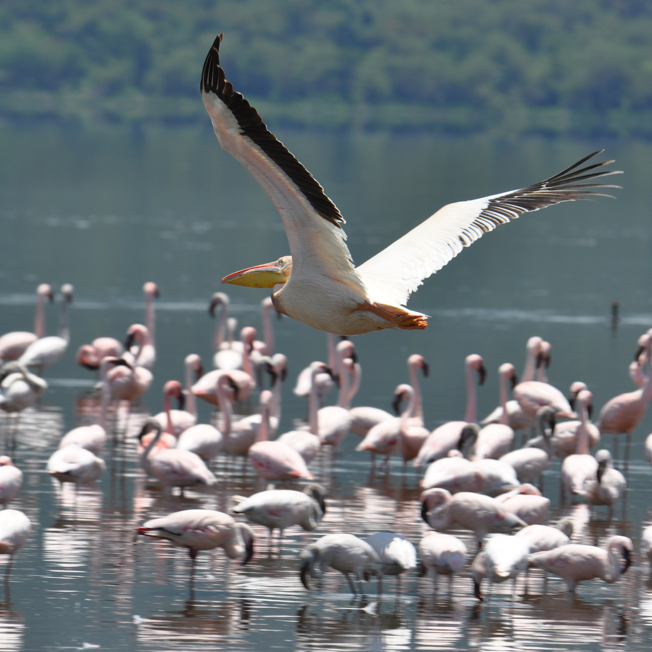 nakuru