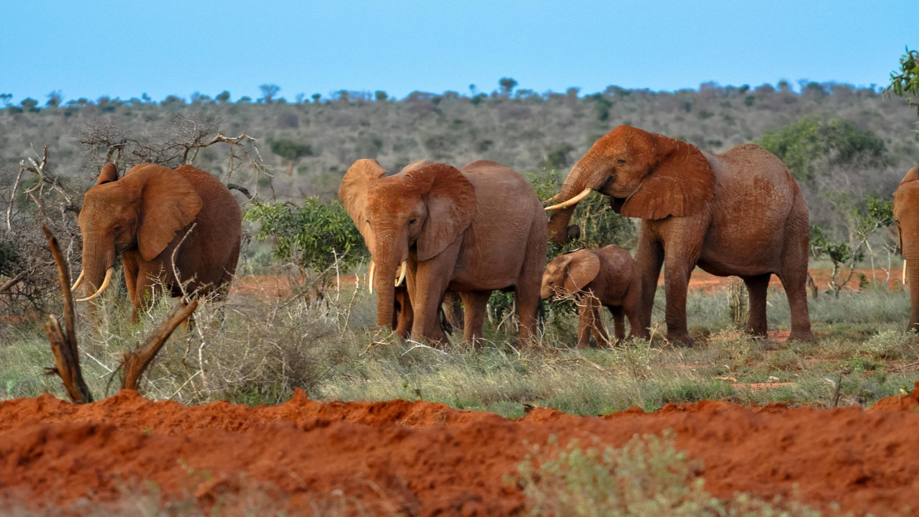 tsavo east