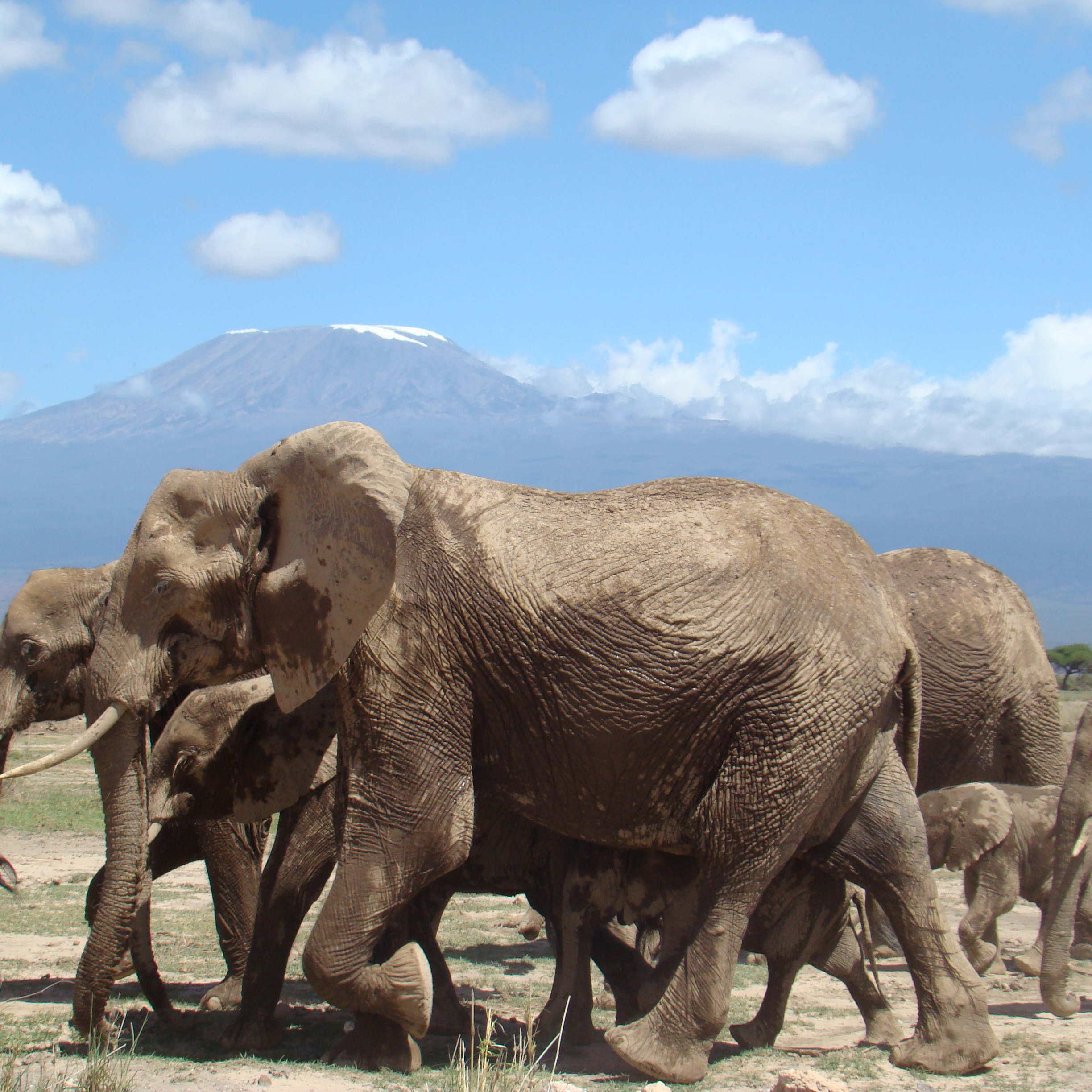 amboseli