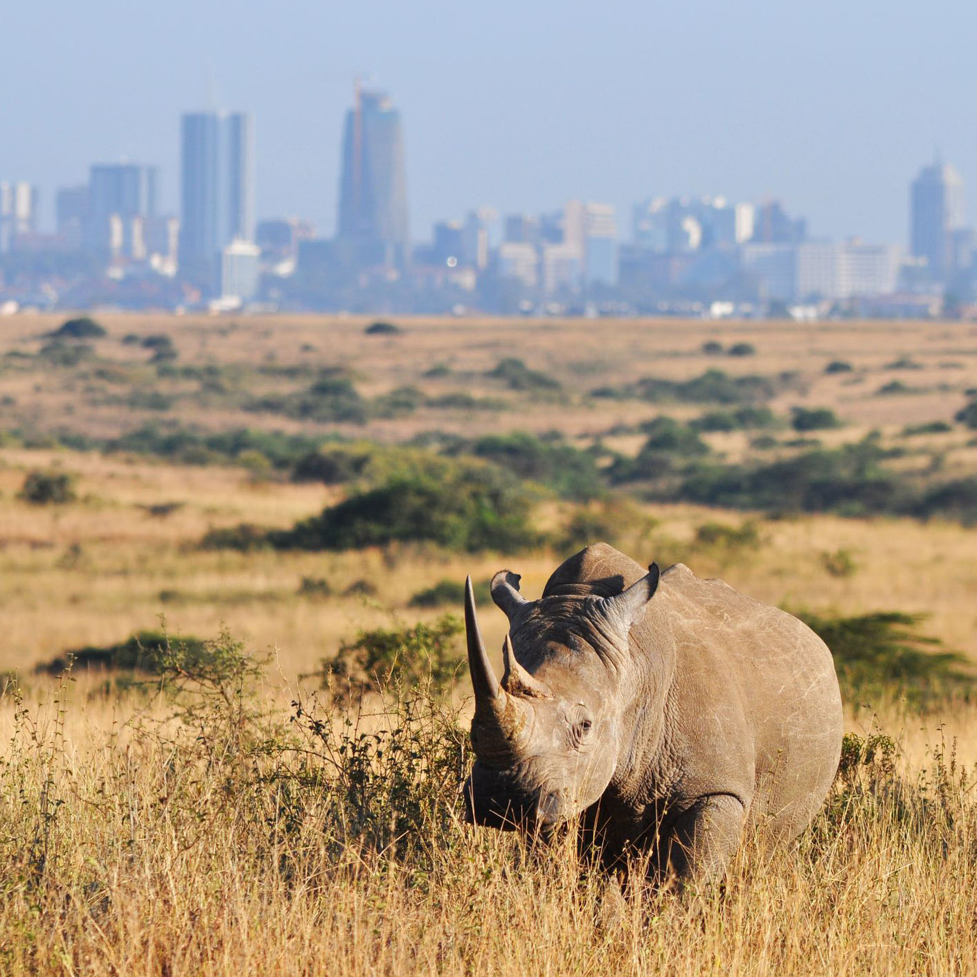 nairobi national park