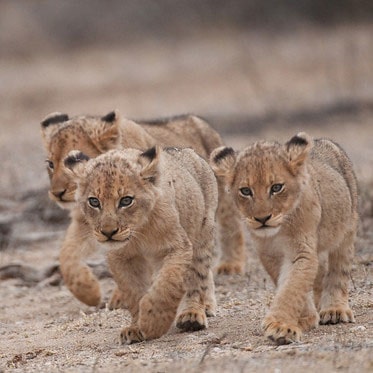 lion cubs