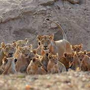 lion cubs