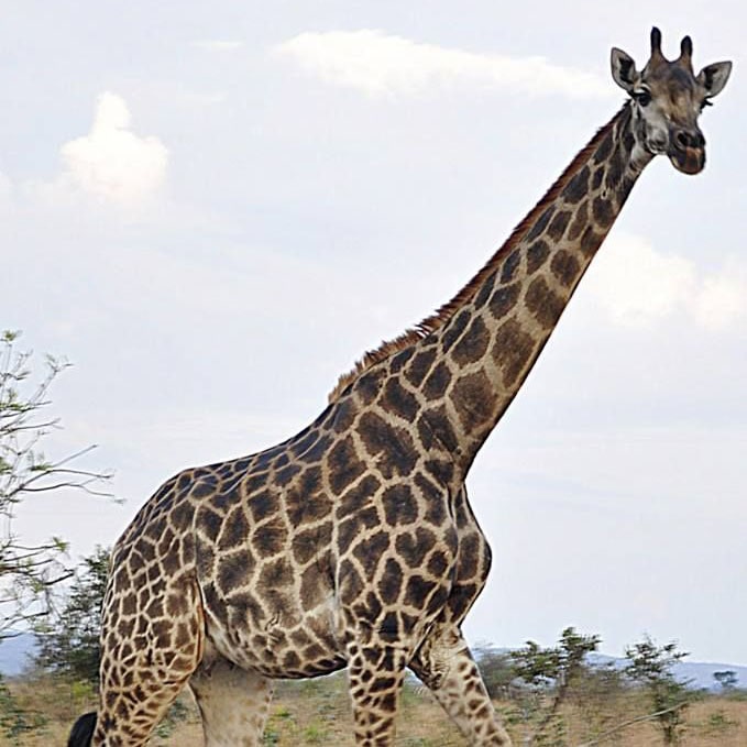 giraffe in kenya