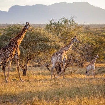 giraffe in kenya