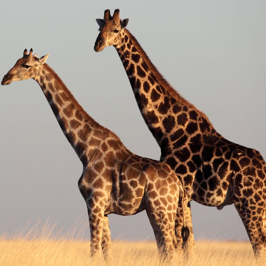 giraffe in kenya