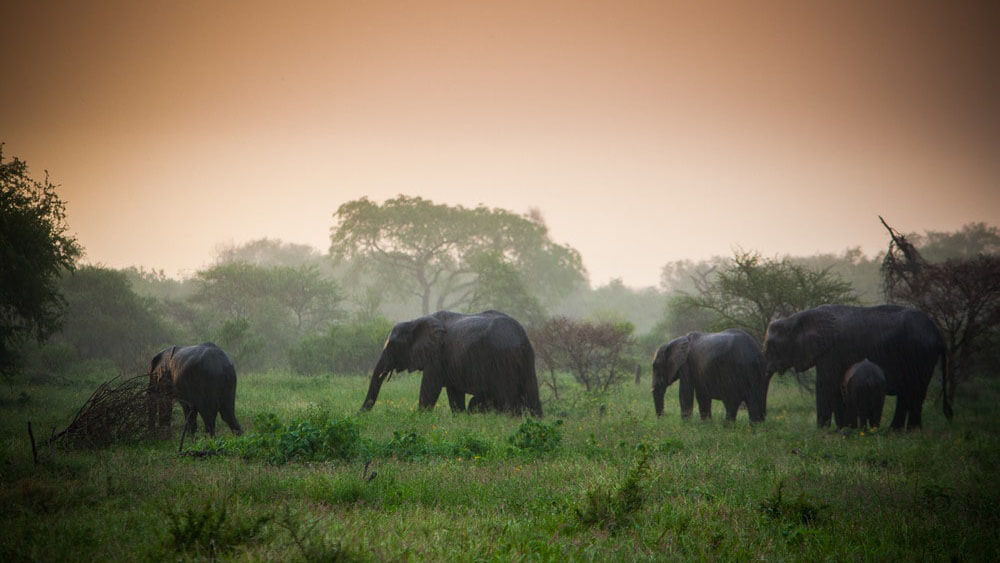 wildlife in kenya