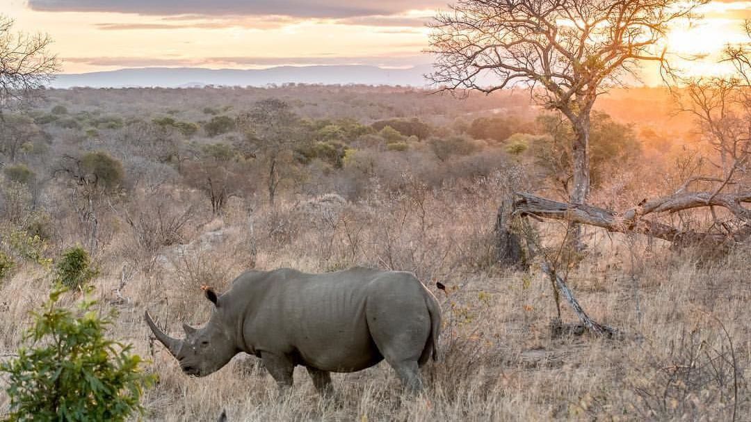 wildlife in kenya