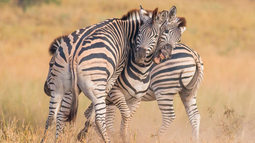 wildlife in kenya