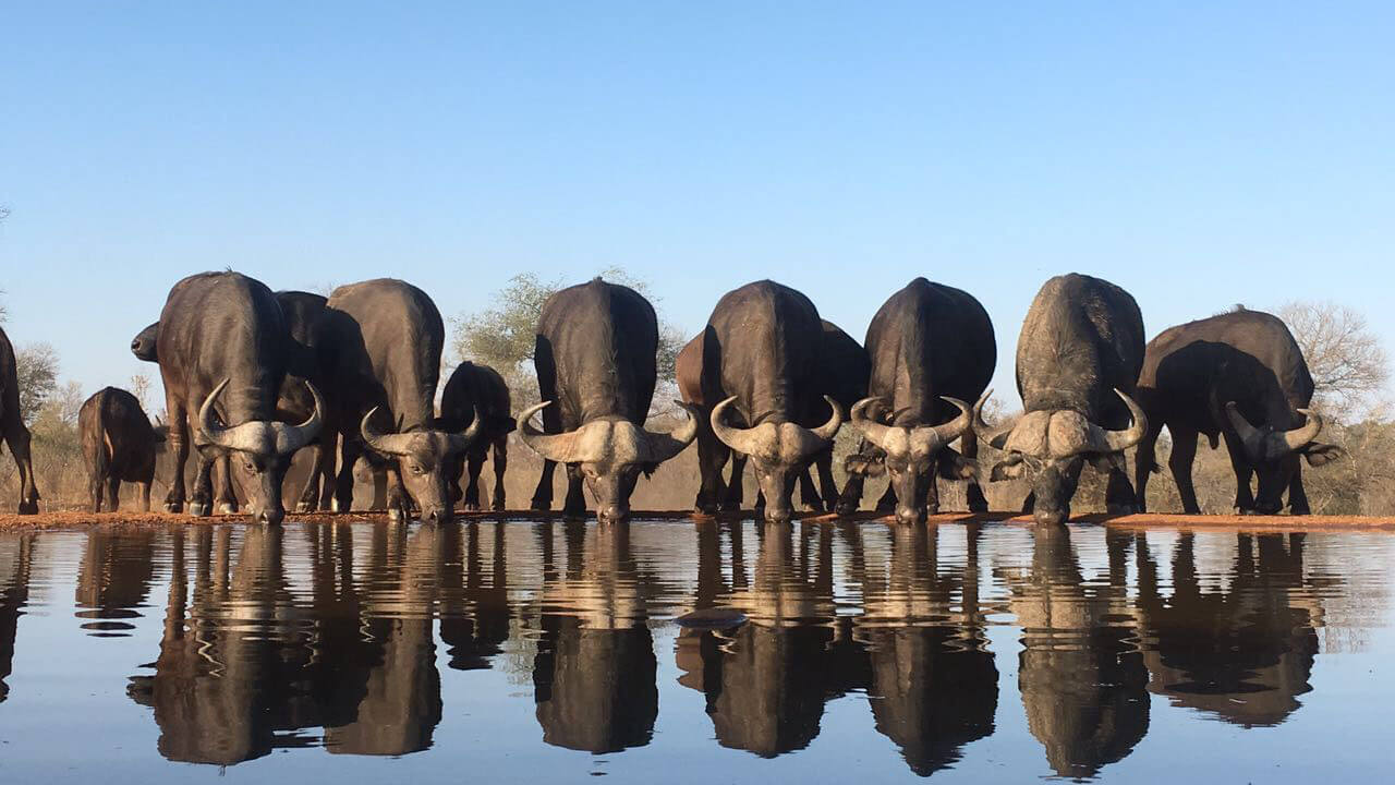 wildlife in kenya