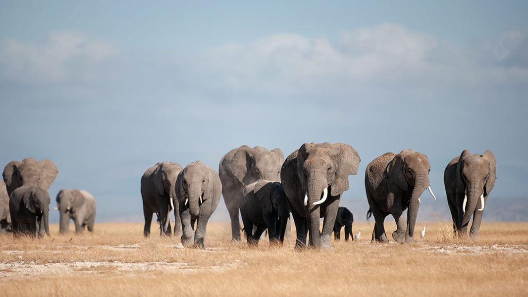 wildlife in kenya