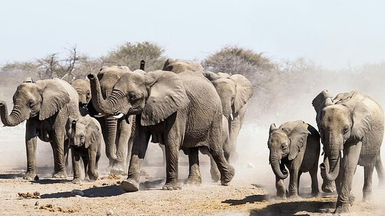 wildlife in kenya