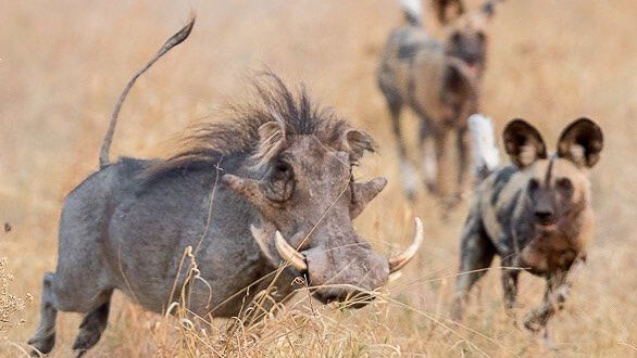 wildlife in kenya