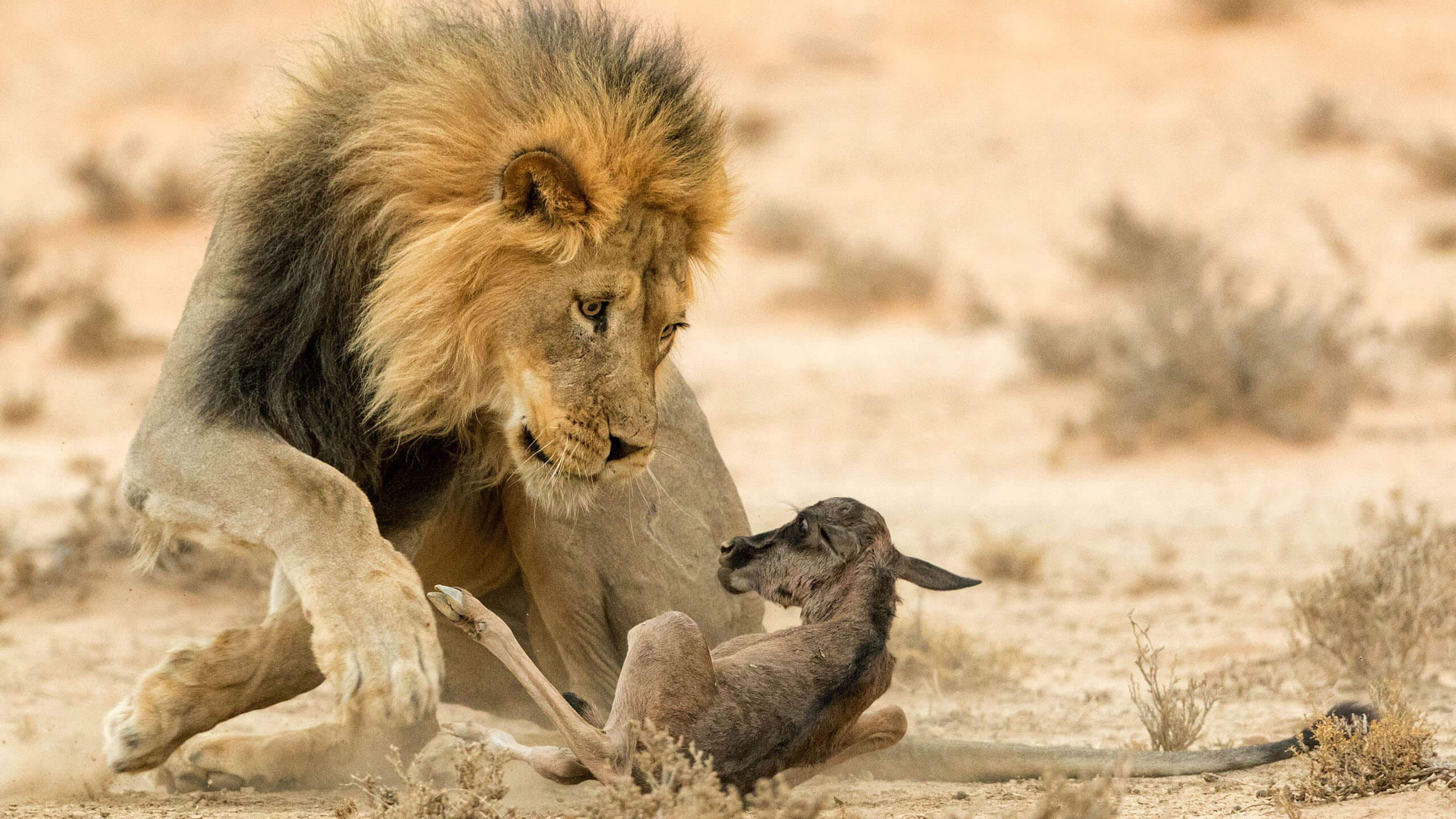 wildlife in kenya