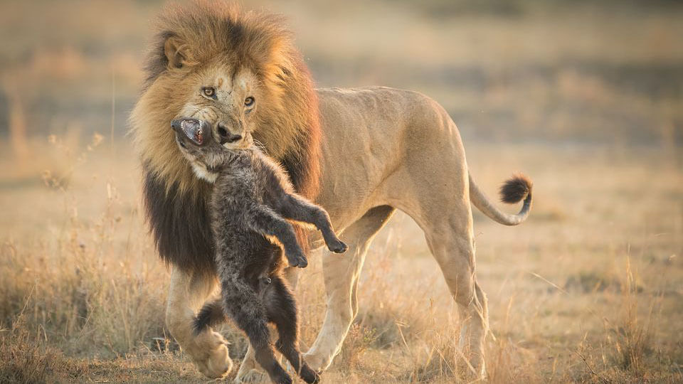 wildlife in kenya